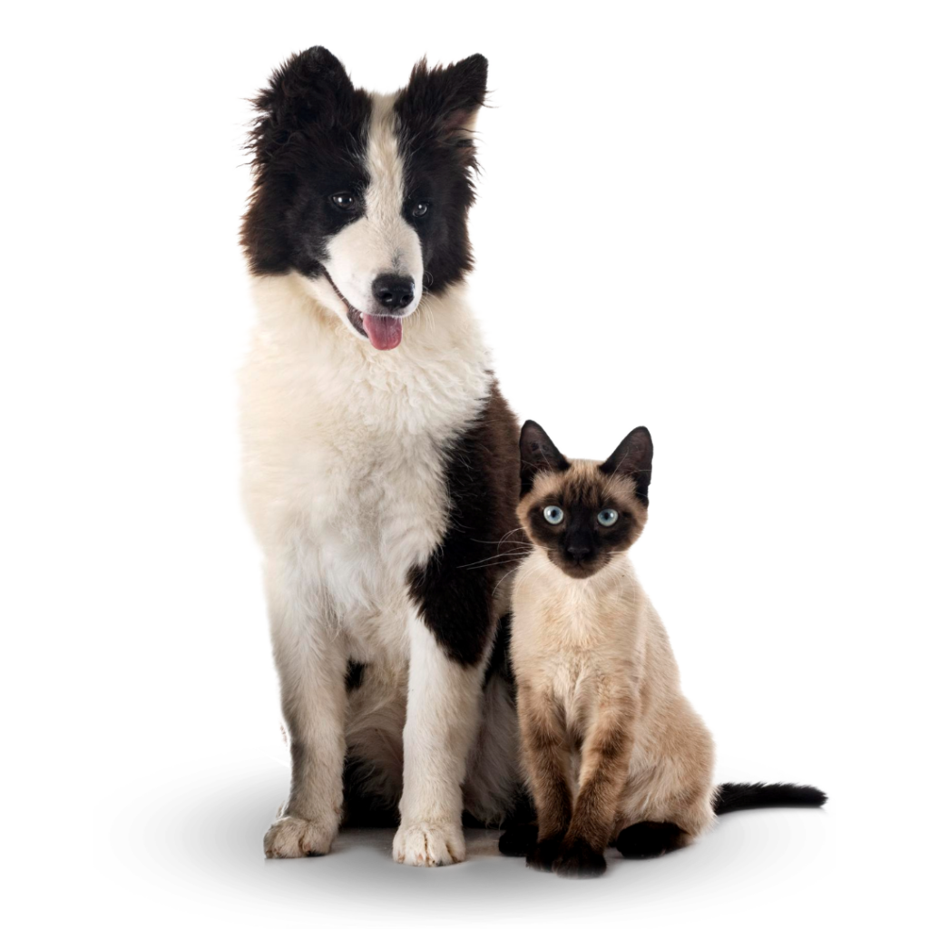 Plan Preventivo Veterinario Castellon