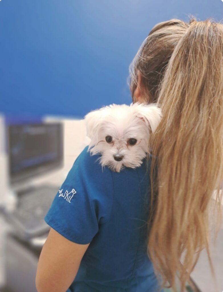 Hospital Veterinario en Castellon