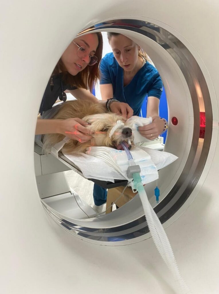 Servicios Veterinarios en Castellon