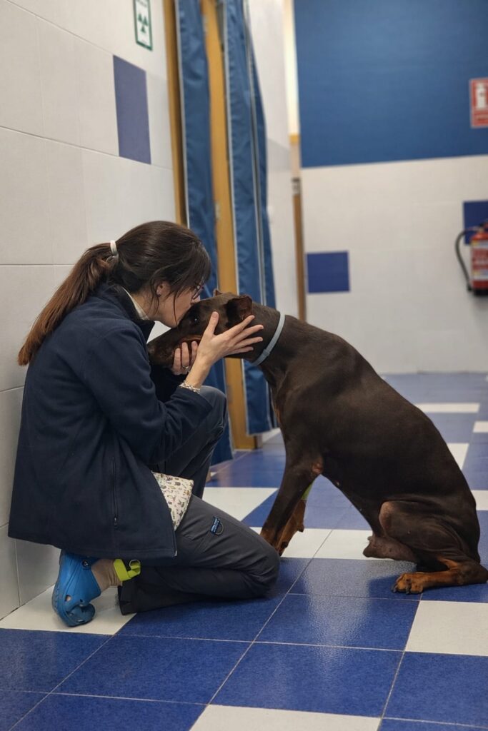 Hospital Veterinario en Castellon