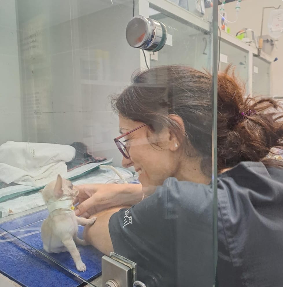 Hospital Veterinario Castellon