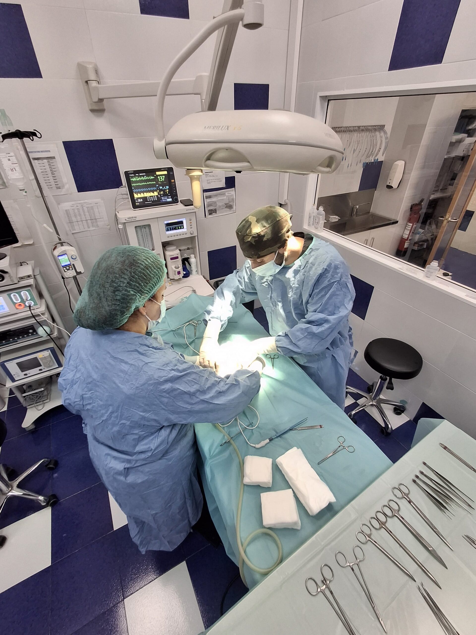 Remision Casos Veterinario Castellon
