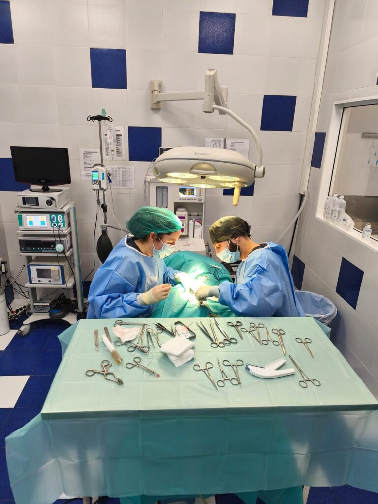 Remision Casos Veterinario Castellon